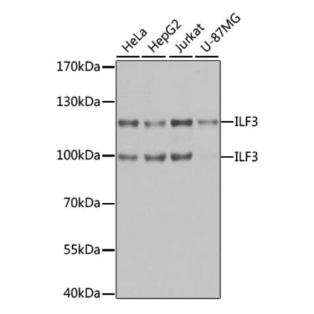 Western Blot - Anti-ILF3 Antibody (A9053) - Antibodies.com