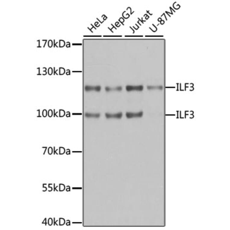 Western Blot - Anti-ILF3 Antibody (A9053) - Antibodies.com