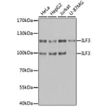 Western Blot - Anti-ILF3 Antibody (A9053) - Antibodies.com