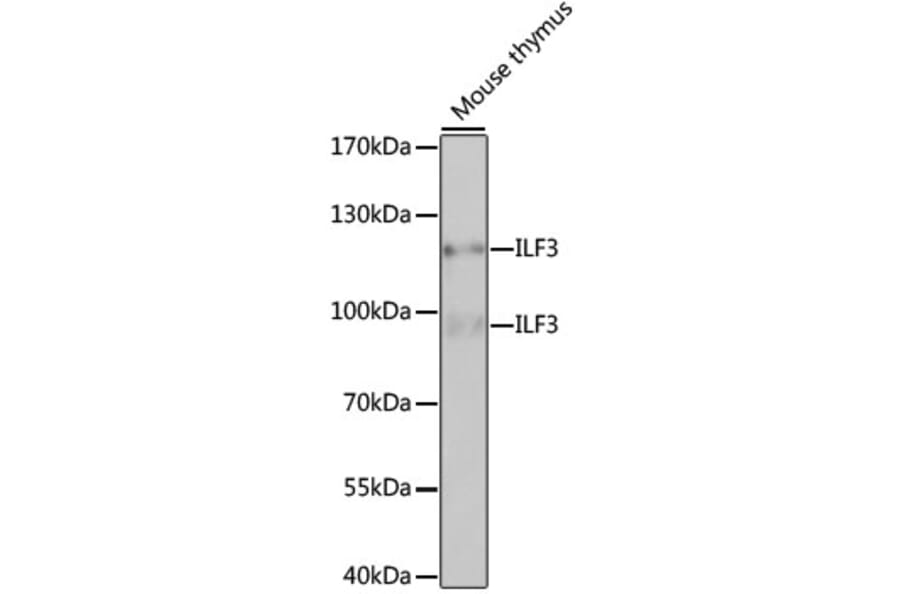 Western Blot - Anti-ILF3 Antibody (A9053) - Antibodies.com