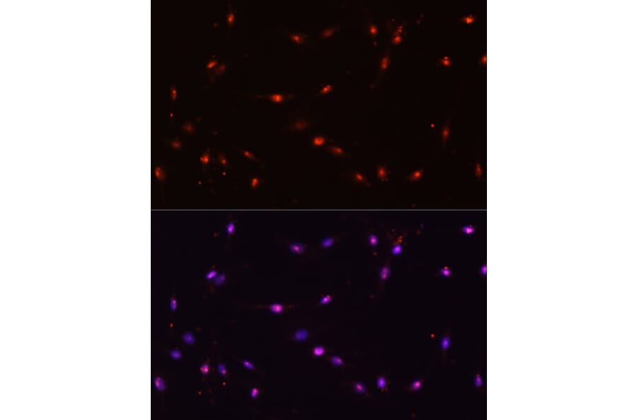 Immunofluorescence - Anti-ILF3 Antibody (A9053) - Antibodies.com