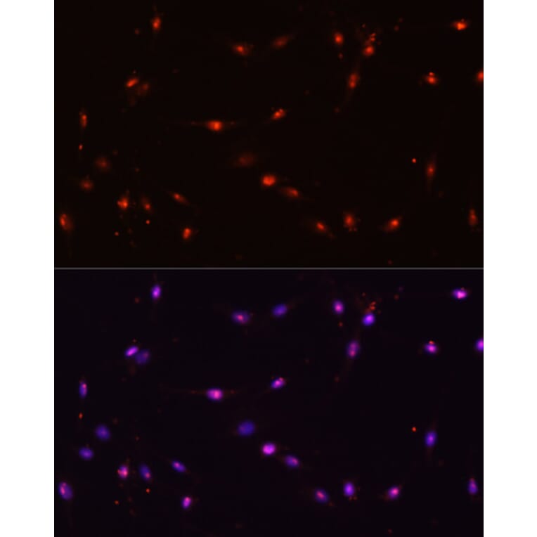 Immunofluorescence - Anti-ILF3 Antibody (A9053) - Antibodies.com