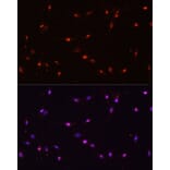 Immunofluorescence - Anti-ILF3 Antibody (A9053) - Antibodies.com
