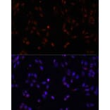 Immunofluorescence - Anti-ILF3 Antibody (A9053) - Antibodies.com