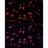 Immunofluorescence - Anti-ILF3 Antibody (A9053) - Antibodies.com