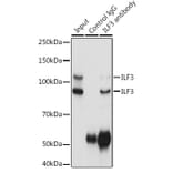 Western Blot - Anti-ILF3 Antibody (A9053) - Antibodies.com