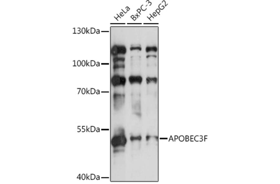 Western Blot - Anti-APOBEC3F Antibody (A9054) - Antibodies.com
