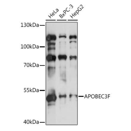 Western Blot - Anti-APOBEC3F Antibody (A9054) - Antibodies.com
