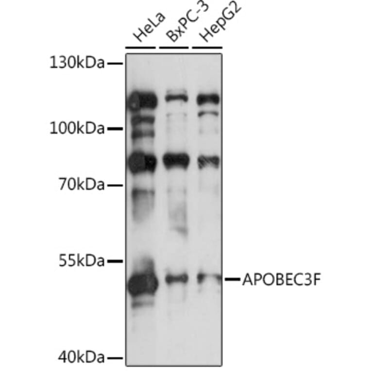 Western Blot - Anti-APOBEC3F Antibody (A9054) - Antibodies.com