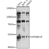 Western Blot - Anti-APOBEC3F Antibody (A9054) - Antibodies.com