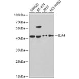 Western Blot - Anti-Cx37/GJA4 Antibody (A9056) - Antibodies.com