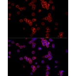 Immunofluorescence - Anti-CD19 Antibody (A9058) - Antibodies.com