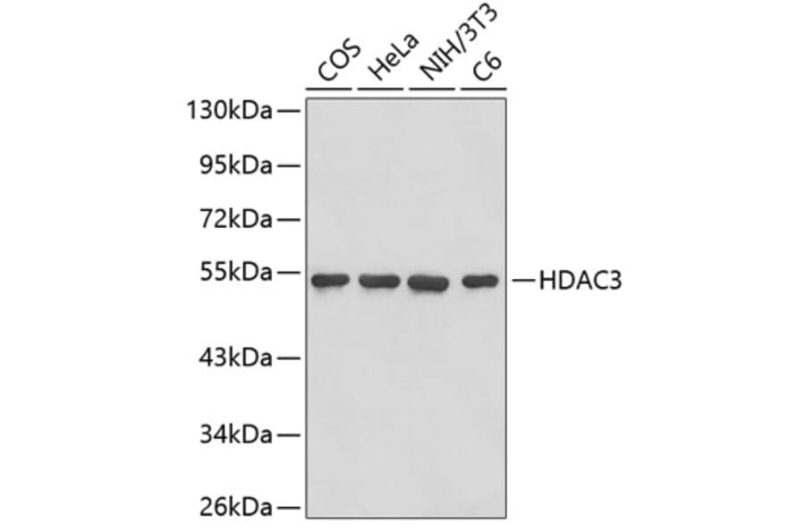 Western Blot - Anti-HDAC3 Antibody (A2603) - Antibodies.com