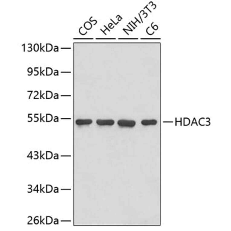 Western Blot - Anti-HDAC3 Antibody (A2603) - Antibodies.com