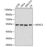 Western Blot - Anti-HDAC3 Antibody (A2603) - Antibodies.com