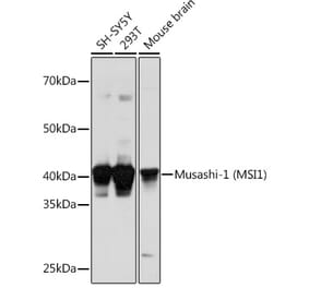 Western Blot - Anti-Musashi 1 / Msi1 Antibody (A9061) - Antibodies.com