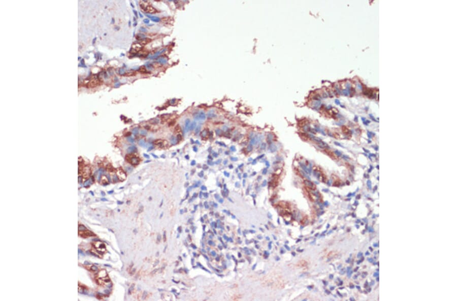 Immunohistochemistry - Anti-Musashi 1/Msi1 Antibody (A9061) - Antibodies.com