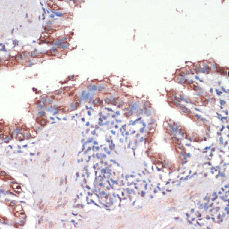 Immunohistochemistry - Anti-Musashi 1/Msi1 Antibody (A9061) - Antibodies.com