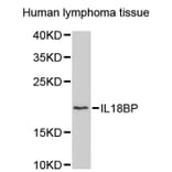 Western Blot - Anti-IL18BP Antibody (A2650) - Antibodies.com