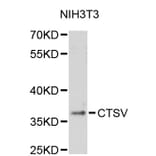 Western Blot - Anti-CTSV Antibody (A2680) - Antibodies.com