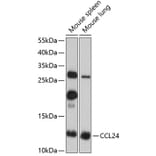 Western Blot - Anti-CCL24 Antibody (A2684) - Antibodies.com