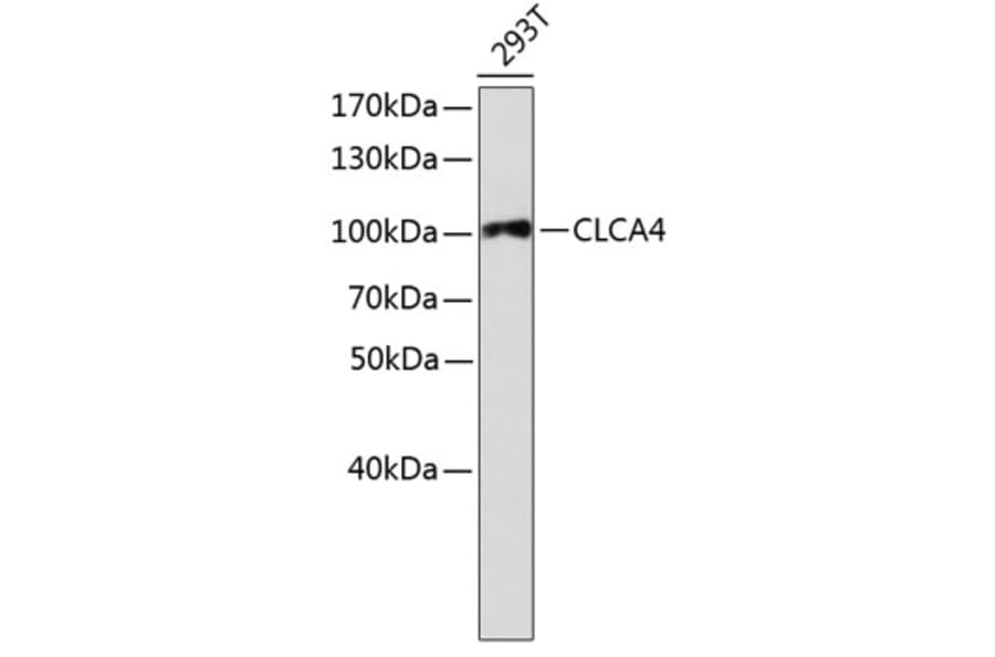 Western Blot - Anti-CLCA4 Antibody (A2695) - Antibodies.com