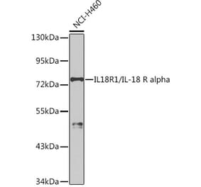 Western Blot - Anti-IL-18R1 Antibody (A9075) - Antibodies.com