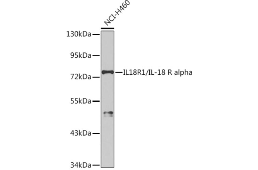 Western Blot - Anti-IL-18R1 Antibody (A9075) - Antibodies.com