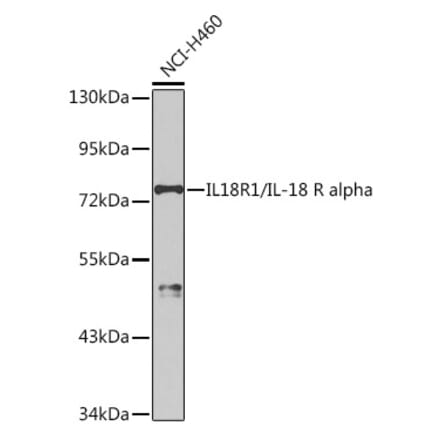 Western Blot - Anti-IL-18R1 Antibody (A9075) - Antibodies.com