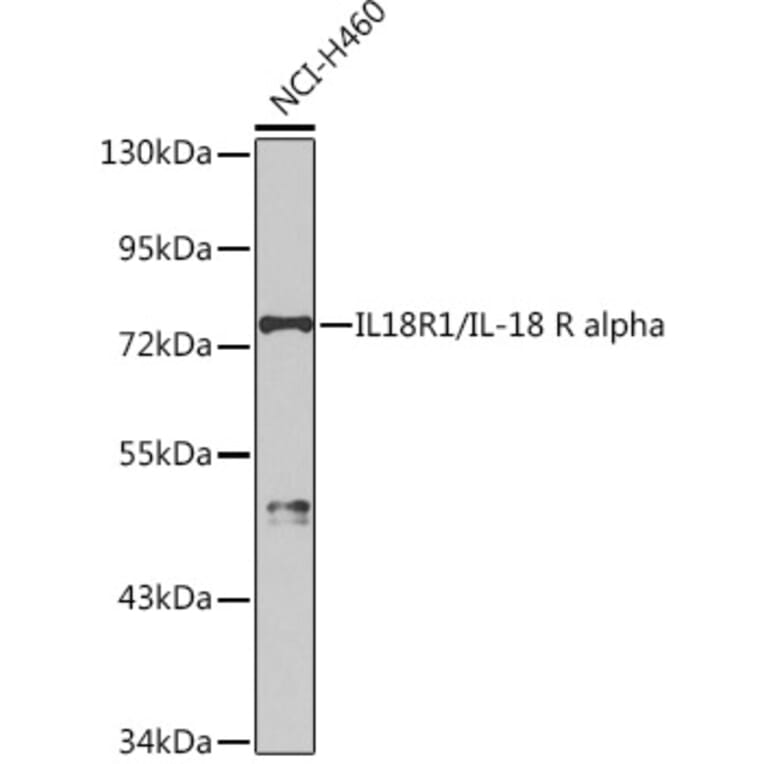 Western Blot - Anti-IL-18R1 Antibody (A9075) - Antibodies.com