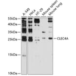 Western Blot - Anti-CLECSF6 Antibody (A9076) - Antibodies.com