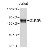 Western Blot - Anti-GLP2R Antibody (A2740) - Antibodies.com