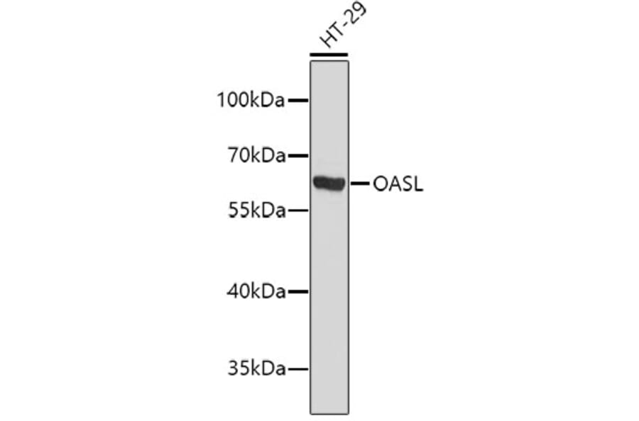 Western Blot - Anti-OASL Antibody (A2775) - Antibodies.com