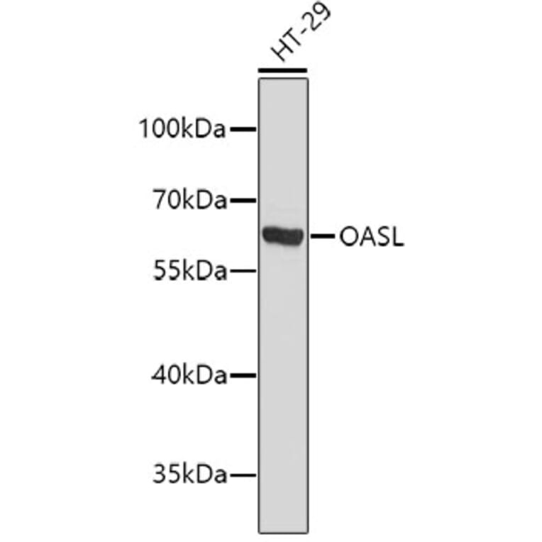 Western Blot - Anti-OASL Antibody (A2775) - Antibodies.com