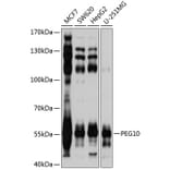 Western Blot - Anti-PEG10/EDR Antibody (A9086) - Antibodies.com