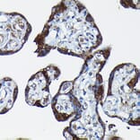 Immunohistochemistry - Anti-PEG10/EDR Antibody (A9086) - Antibodies.com