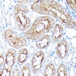 Immunohistochemistry - Anti-PEG10/EDR Antibody (A9086) - Antibodies.com