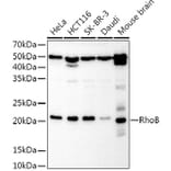 Western Blot - Anti-RhoB Antibody (A9090) - Antibodies.com
