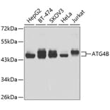 Western Blot - Anti-ATG4B Antibody (A9094) - Antibodies.com