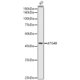 Western Blot - Anti-ATG4B Antibody (A9094) - Antibodies.com