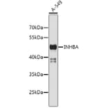 Western Blot - Anti-INHBA Antibody (A2839) - Antibodies.com