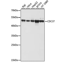 Western Blot - Anti-Cdc37 Antibody (A9100) - Antibodies.com