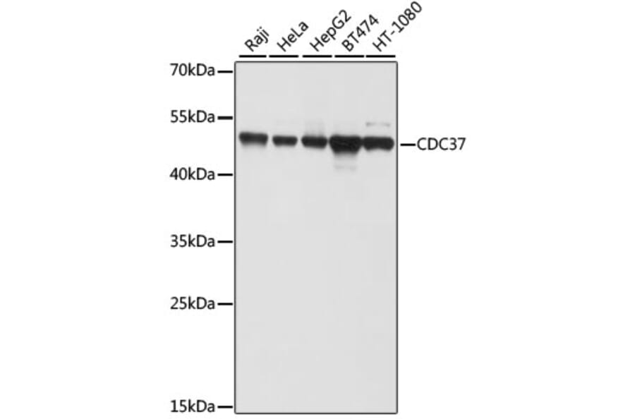 Western Blot - Anti-Cdc37 Antibody (A9100) - Antibodies.com