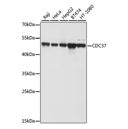 Western Blot - Anti-Cdc37 Antibody (A9100) - Antibodies.com