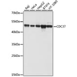 Western Blot - Anti-Cdc37 Antibody (A9100) - Antibodies.com
