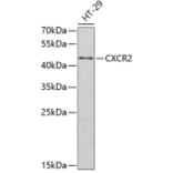 Western Blot - Anti-CXCR2 Antibody (A9105) - Antibodies.com