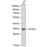 Western Blot - Anti-CCND2 Antibody (A2892) - Antibodies.com