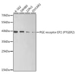 Western Blot - Anti-Prostaglandin E Receptor EP2 / PTGER2 Antibody (A9111) - Antibodies.com