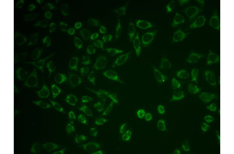 Immunofluorescence - Anti-Prostaglandin E Receptor EP2 / PTGER2 Antibody (A9111) - Antibodies.com