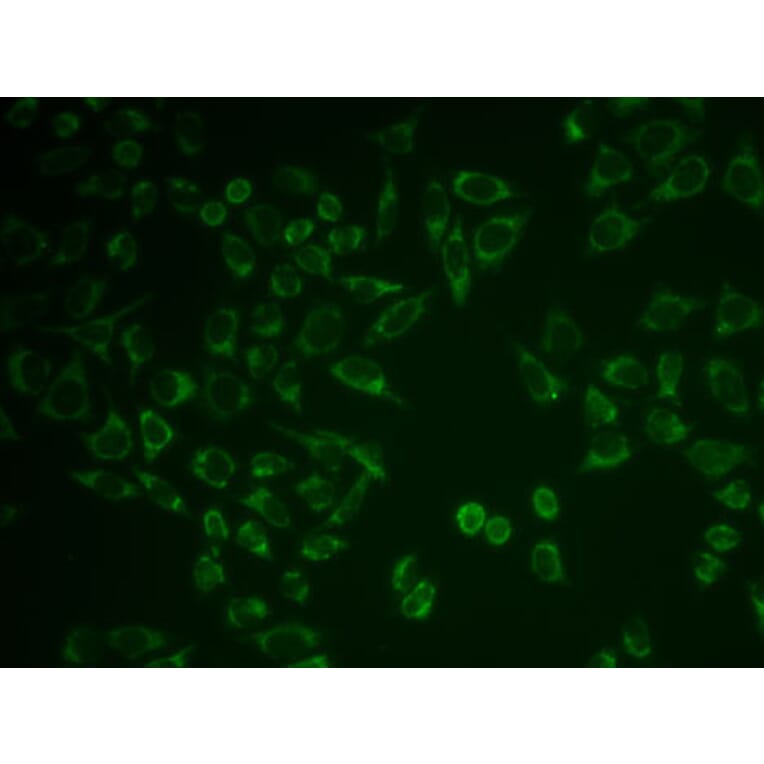 Immunofluorescence - Anti-Prostaglandin E Receptor EP2 / PTGER2 Antibody (A9111) - Antibodies.com